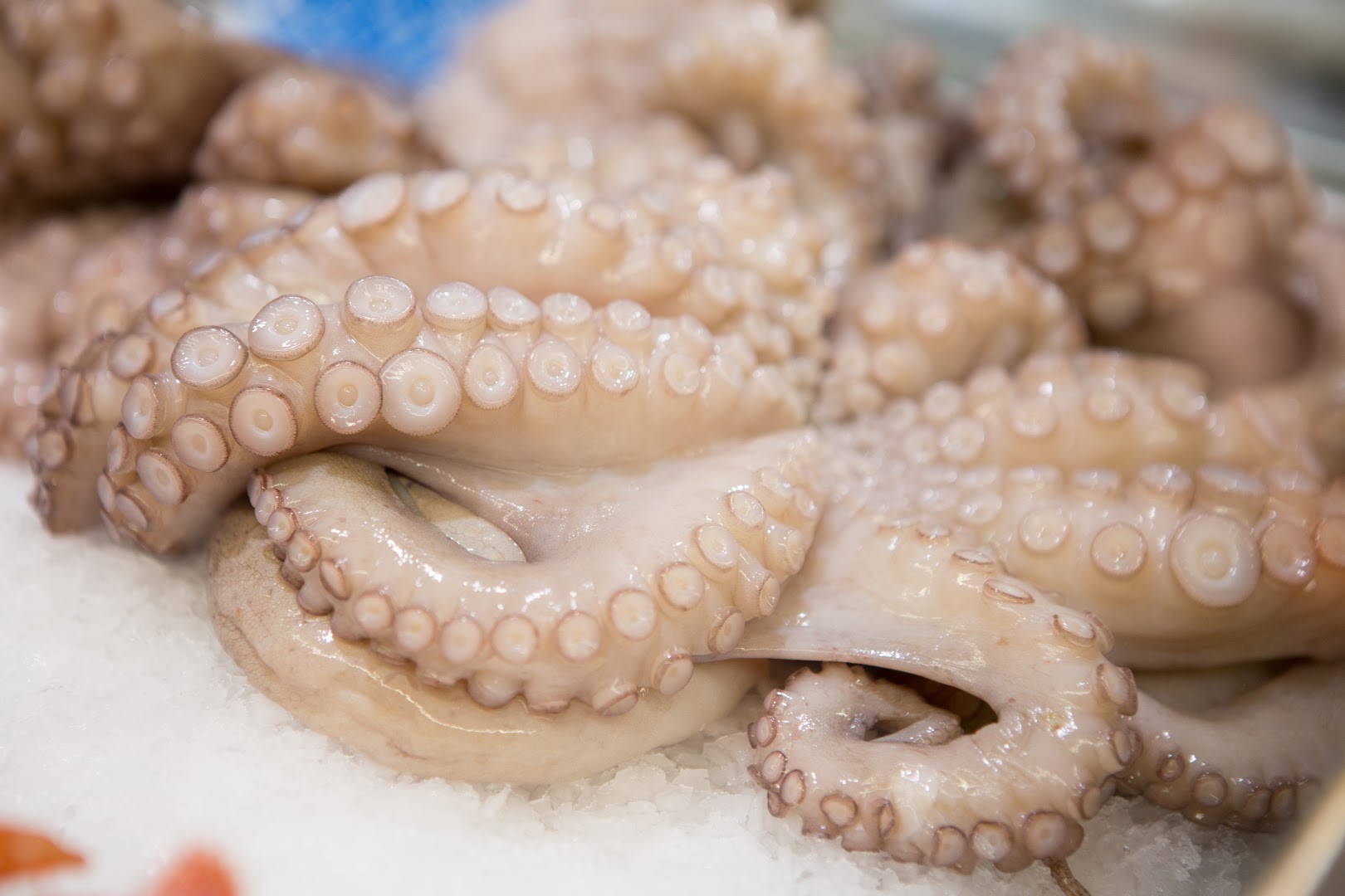 Casa del Pesce · Foto 7